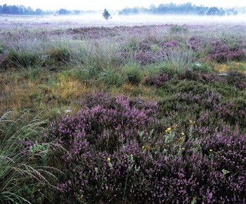 Senne Block Image 3