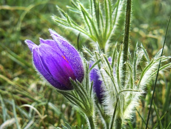 Senne Leading Image 3